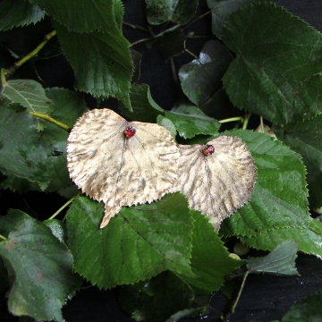 Gilded linden leaves - earrings